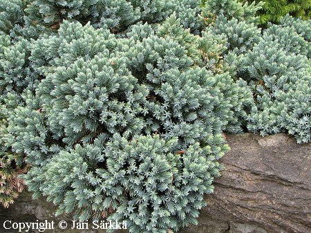 Juniperus squamata 'Blue Star', sinikataja